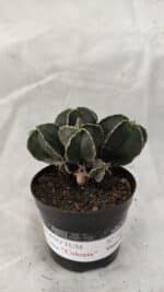 ASTROPHYTUM MYRIOSTIGMA "Colônia" Nº 1075 – vaso 09