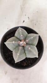 ASTROPHYTUM MYRIOSTIGMA  Nº 1075 – vaso 15 - Imagem 3