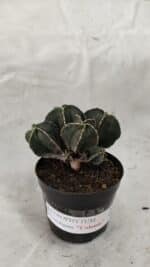 ASTROPHYTUM MYRIOSTIGMA "Colônia" Nº 1075 – vaso 09 - Imagem 10