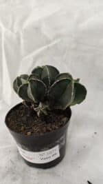 ASTROPHYTUM MYRIOSTIGMA "Colônia" Nº 1075 – vaso 09 - Imagem 9