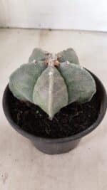 ASTROPHYTUM MYRIOSTIGMA  Nº 1075 – vaso 15 - Imagem 7