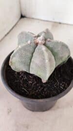 ASTROPHYTUM MYRIOSTIGMA  Nº 1075 – vaso 15 - Imagem 6
