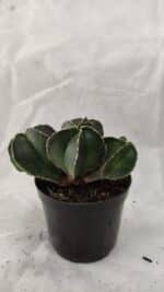 ASTROPHYTUM MYRIOSTIGMA "Colônia" Nº 1075 – vaso 09 - Imagem 7