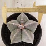 ASTROPHYTUM MYRIOSTIGMA  Nº 1075 – vaso 15