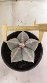 ASTROPHYTUM MYRIOSTIGMA  Nº 1075 – vaso 15