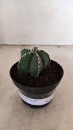 ASTROPHYTUM MYRIOSTIGMA  Nº 1076 – vaso 11 - Imagem 2