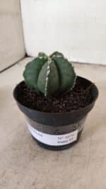 ASTROPHYTUM MYRIOSTIGMA  Nº 1076 – vaso 11 - Imagem 8