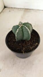 ASTROPHYTUM MYRIOSTIGMA  Nº 1076 – vaso 11 - Imagem 7