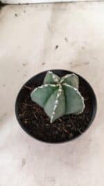 ASTROPHYTUM MYRIOSTIGMA  Nº 1076 – vaso 11 - Imagem 6