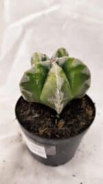 ASTROPHYTUM MYRIOSTIGMA  Nº 1076 – vaso 09 - Imagem 7