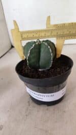 ASTROPHYTUM MYRIOSTIGMA  Nº 1076 – vaso 11 - Imagem 4