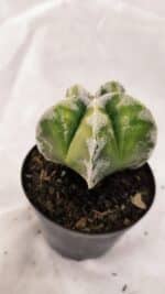 ASTROPHYTUM MYRIOSTIGMA  Nº 1076 – vaso 09 - Imagem 6