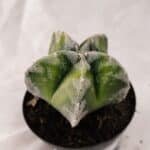 ASTROPHYTUM MYRIOSTIGMA  Nº 1076 – vaso 09