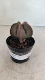 ASTROPHYTUM MYRIOSTIGMA  Nº 1090 – vaso 09 - Imagem 2