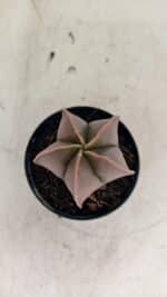 ASTROPHYTUM MYRIOSTIGMA  Nº 1090 – vaso 09 - Imagem 3