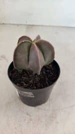 ASTROPHYTUM MYRIOSTIGMA  Nº 1090 – vaso 09 - Imagem 7