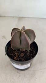 ASTROPHYTUM MYRIOSTIGMA  Nº 1090 – vaso 09 - Imagem 6