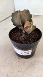 ASTROPHYTUM MYRIOSTIGMA "Bicéfalo"  Nº 1092 – vaso 09 - Imagem 9