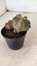 ASTROPHYTUM MYRIOSTIGMA "Bicéfalo"  Nº 1092 – vaso 09 - Imagem 8