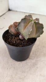 ASTROPHYTUM MYRIOSTIGMA "Bicéfalo"  Nº 1092 – vaso 09 - Imagem 7