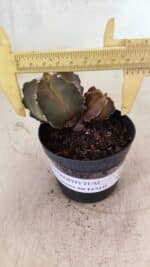 ASTROPHYTUM MYRIOSTIGMA "Bicéfalo"  Nº 1092 – vaso 09