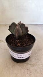 ASTROPHYTUM MYRIOSTIGMA "4 Quinas"  Nº 1094 – vaso 09 - Imagem 2