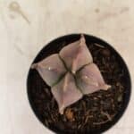 ASTROPHYTUM MYRIOSTIGMA "4 Quinas"  Nº 1094 – vaso 09