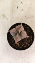 ASTROPHYTUM MYRIOSTIGMA "4 Quinas"  Nº 1094 – vaso 09