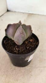 ASTROPHYTUM MYRIOSTIGMA "4 Quinas"  Nº 1094 – vaso 09 - Imagem 5