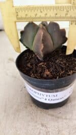 ASTROPHYTUM MYRIOSTIGMA "4 Quinas"  Nº 1094 – vaso 09 - Imagem 4