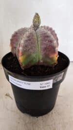 ASTROPHYTUM MYRIOSTIGMA  Nº 1095 – vaso 15 - Imagem 2