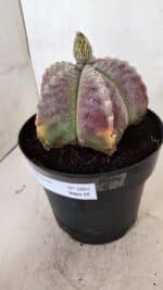 ASTROPHYTUM MYRIOSTIGMA  Nº 1095 – vaso 15 - Imagem 9