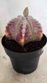 ASTROPHYTUM MYRIOSTIGMA  Nº 1095 – vaso 15 - Imagem 8