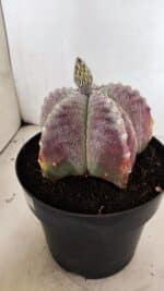 ASTROPHYTUM MYRIOSTIGMA  Nº 1095 – vaso 15 - Imagem 6