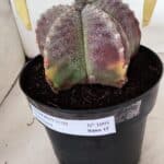 ASTROPHYTUM MYRIOSTIGMA  Nº 1095 – vaso 15