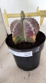 ASTROPHYTUM MYRIOSTIGMA  Nº 1095 – vaso 15