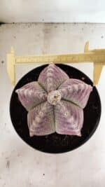 ASTROPHYTUM MYRIOSTIGMA  Nº 1095 – vaso 15 - Imagem 5