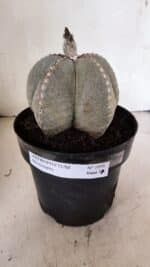 ASTROPHYTUM MYRIOSTIGMA  Nº 1098 – vaso 17 - Imagem 2