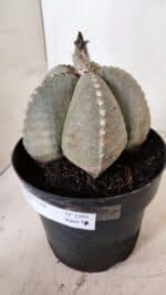 ASTROPHYTUM MYRIOSTIGMA  Nº 1098 – vaso 17 - Imagem 9