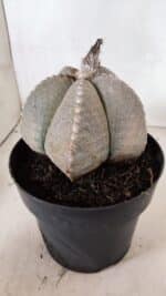 ASTROPHYTUM MYRIOSTIGMA  Nº 1098 – vaso 17 - Imagem 8