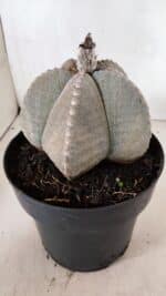 ASTROPHYTUM MYRIOSTIGMA  Nº 1098 – vaso 17 - Imagem 7