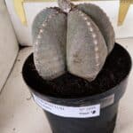 ASTROPHYTUM MYRIOSTIGMA  Nº 1098 – vaso 17