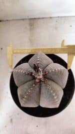 ASTROPHYTUM MYRIOSTIGMA  Nº 1098 – vaso 17 - Imagem 5