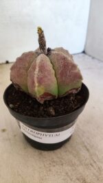 ASTROPHYTUM MYRIOSTIGMA Nº 1099 – vaso 11 - Imagem 7