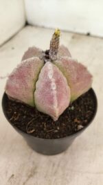 ASTROPHYTUM MYRIOSTIGMA Nº 1099 – vaso 11 - Imagem 2