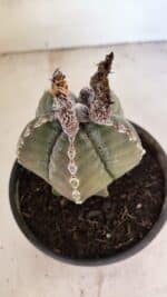 ASTROPHYTUM MYRIOSTIGMA Nº 1100 – vaso 15 - Imagem 5