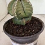 ASTROPHYTUM MYRIOSTIGMA Nº 1100 – vaso 15