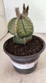 ASTROPHYTUM MYRIOSTIGMA Nº 1100 – vaso 15