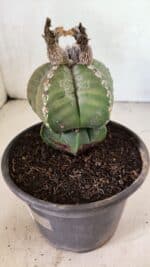 ASTROPHYTUM MYRIOSTIGMA Nº 1100 – vaso 15 - Imagem 9