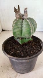 ASTROPHYTUM MYRIOSTIGMA Nº 1100 – vaso 15 - Imagem 8